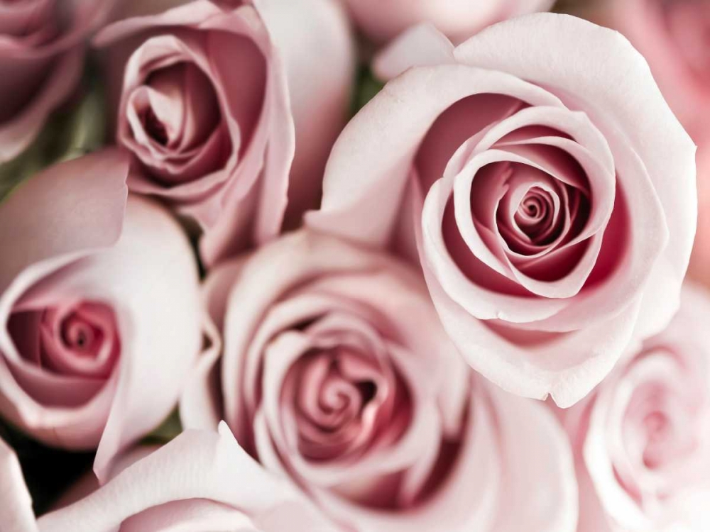 Blush Tone Bouquet art print by Tracey Telik for $57.95 CAD