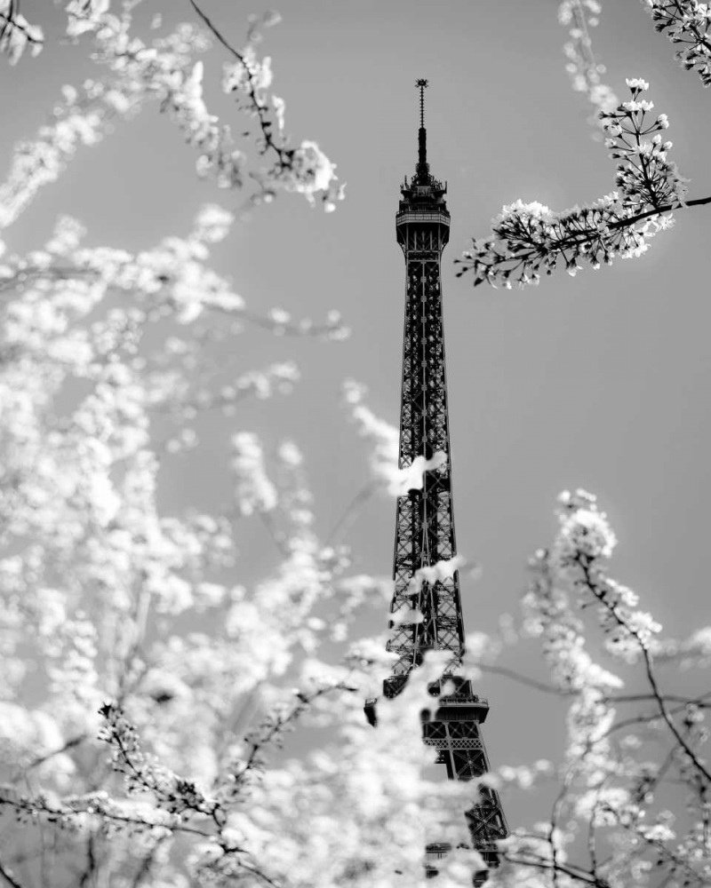 Spring Eiffel BW art print by Tracey Telik for $57.95 CAD