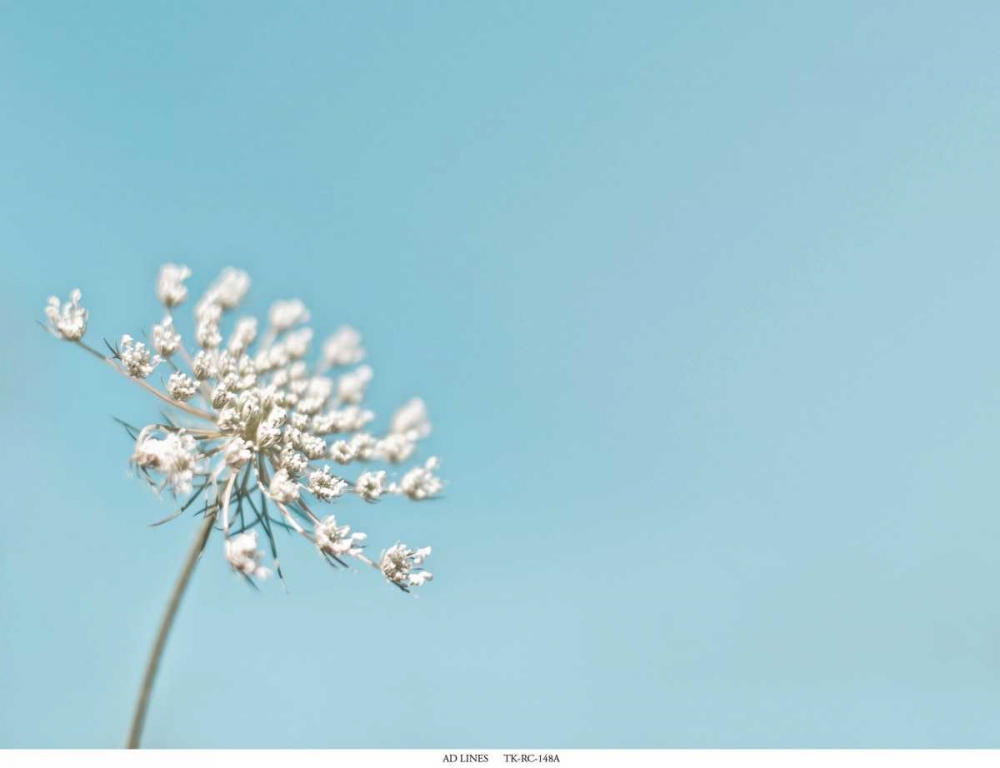 Lace 1 Blue art print by Tracey Telik for $57.95 CAD