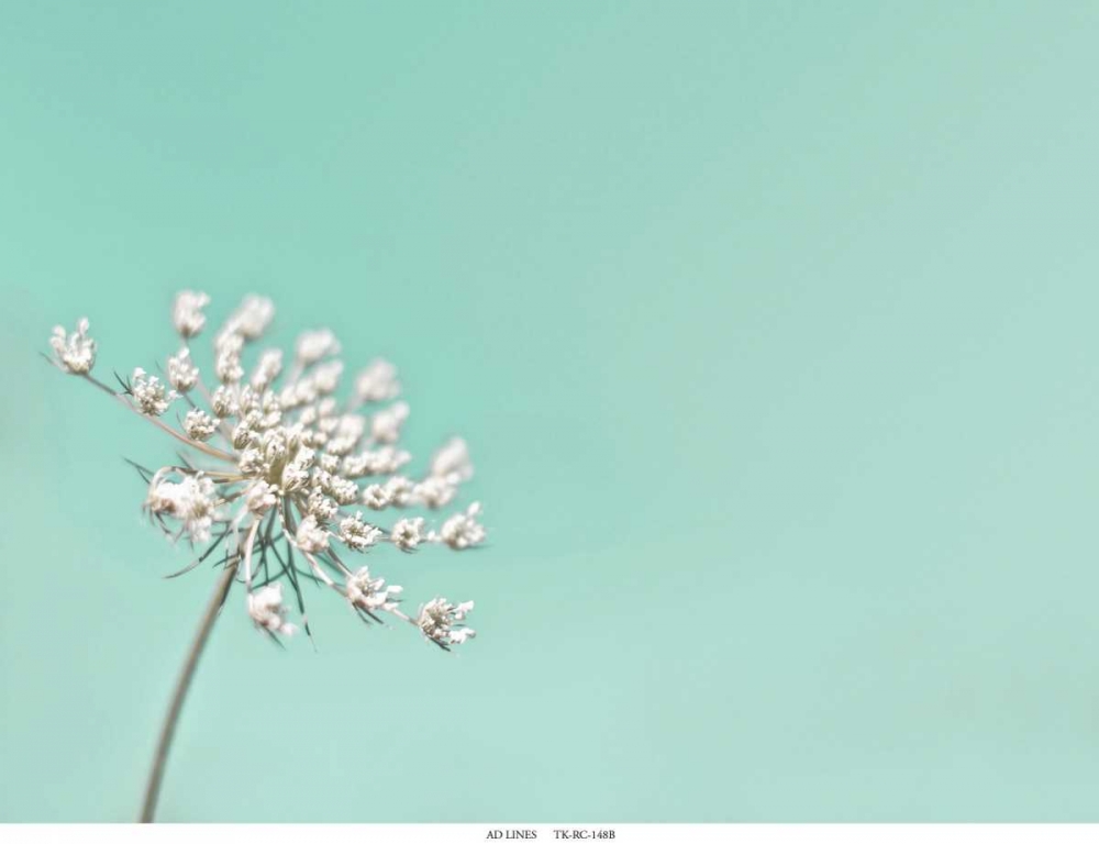 Lace 1 Mint art print by Tracey Telik for $57.95 CAD