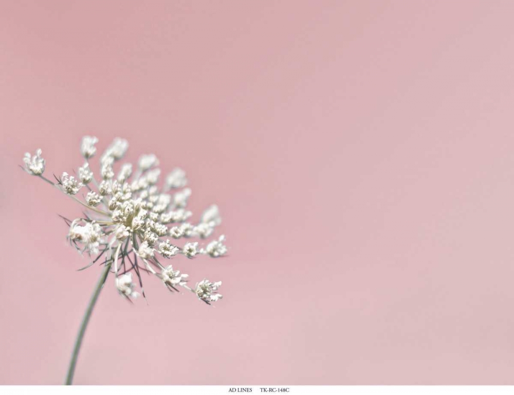 Lace 1 Pink art print by Tracey Telik for $57.95 CAD