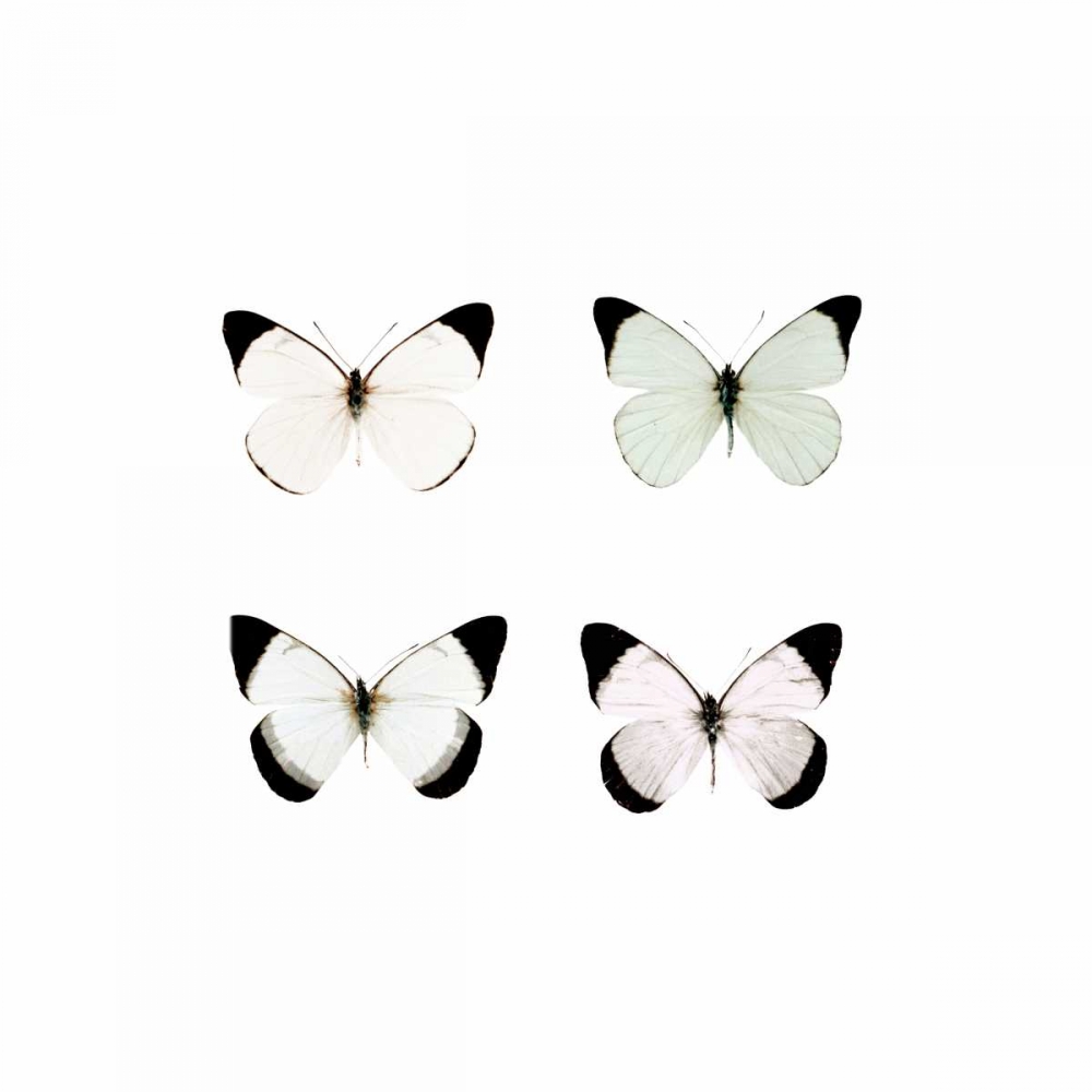 Pale Butter art print by Tracey Telik for $57.95 CAD