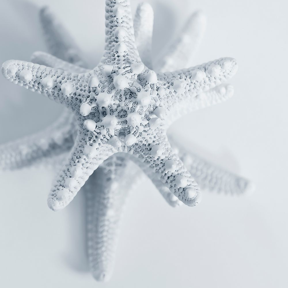 Midnight Starfish art print by Tracey Telik for $57.95 CAD