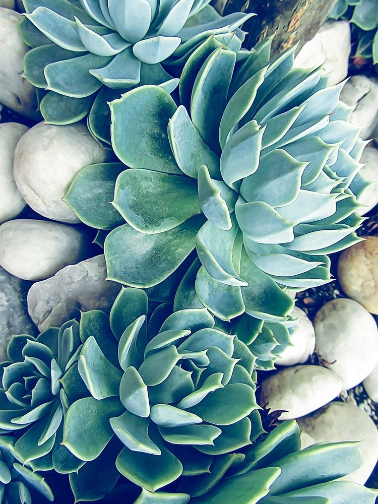 Succulents no words art print by Urban Epiphany for $57.95 CAD