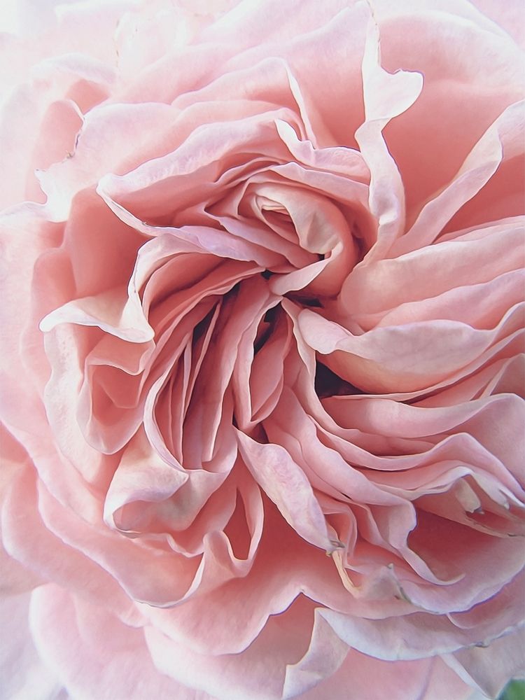 Rose art print by Urban Epiphany for $57.95 CAD