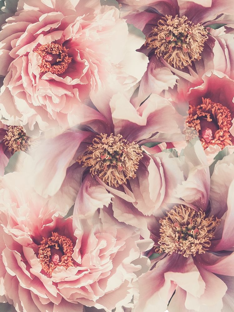 Vintage Peonies 3 art print by Urban Epiphany for $57.95 CAD