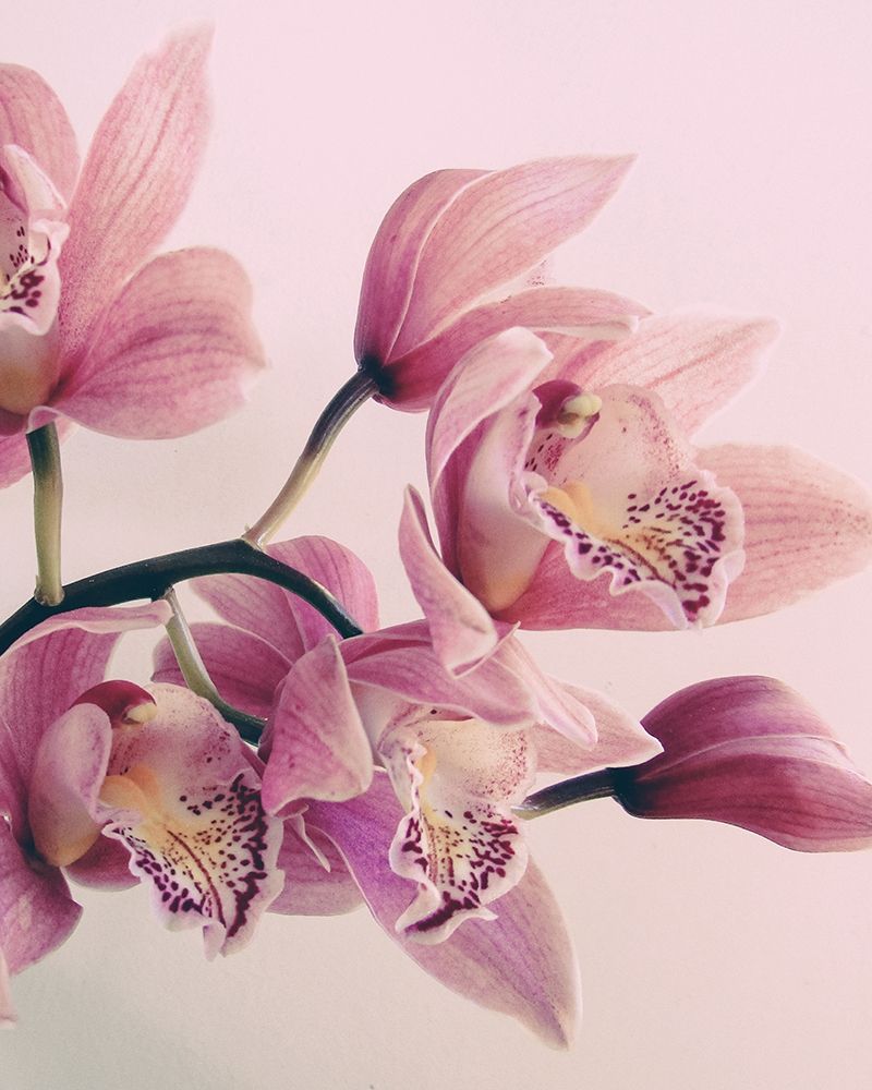 Pink Orchids art print by Urban Epiphany for $57.95 CAD