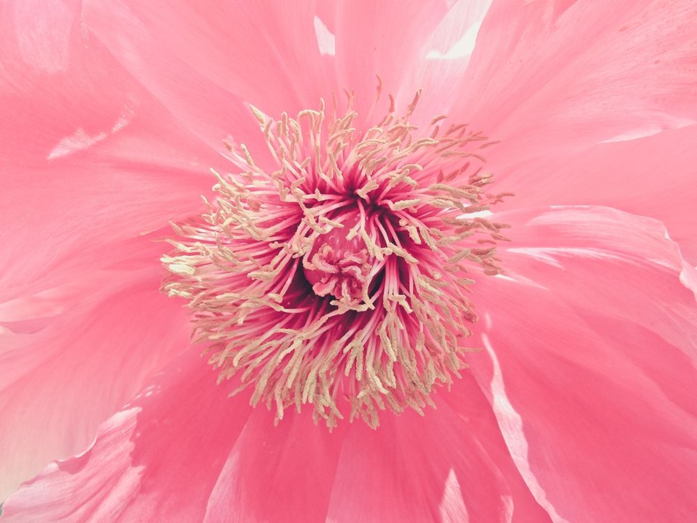 Pink Peony French Macaroon art print by Urban Epiphany for $57.95 CAD
