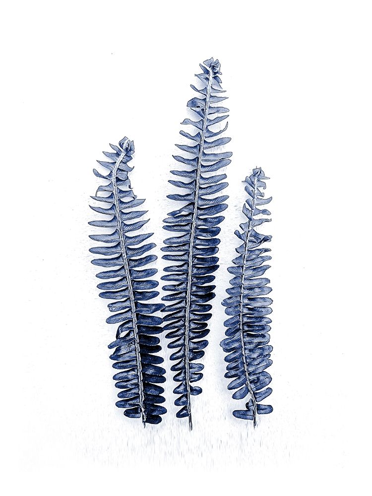 Fern Fronds Navy art print by Urban Epiphany for $57.95 CAD