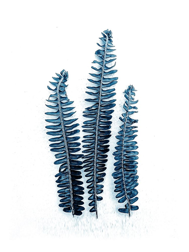 Fern Fronds Baltic Sea art print by Urban Epiphany for $57.95 CAD