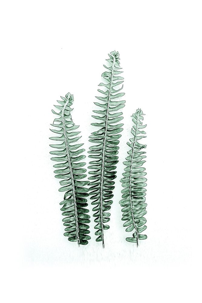 Tender Leaves 1 art print by Urban Epiphany for $57.95 CAD