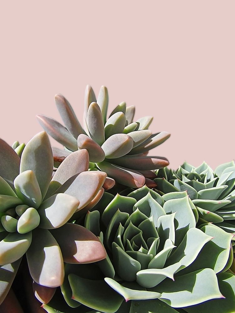 Pink Green Succulents art print by Urban Epiphany for $57.95 CAD