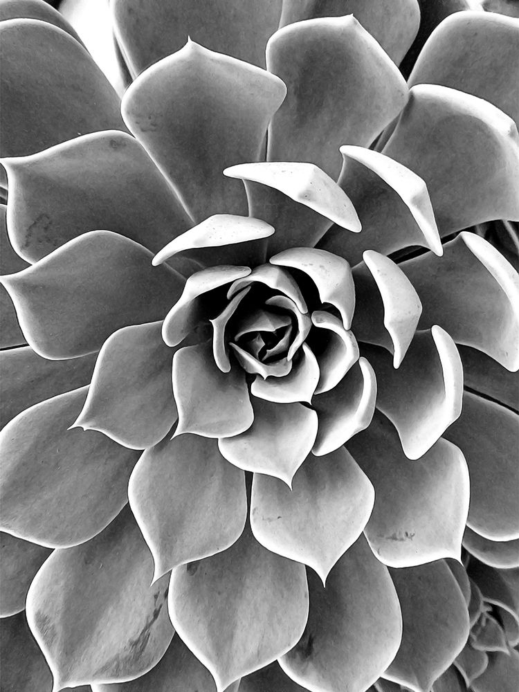 Black White Still Life art print by Urban Epiphany for $57.95 CAD