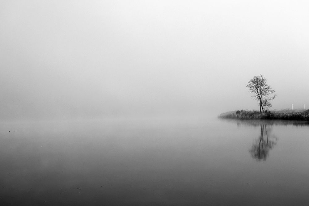 Misty Tree art print by Urban Epiphany for $57.95 CAD