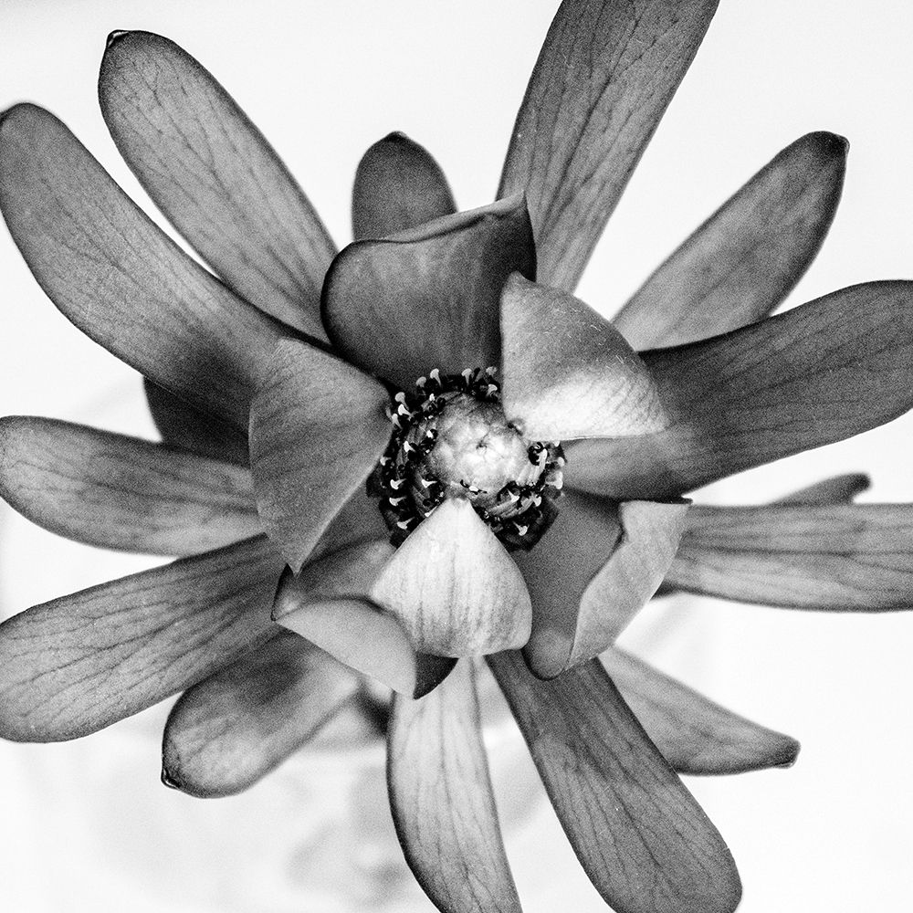 Flower art print by Urban Epiphany for $57.95 CAD
