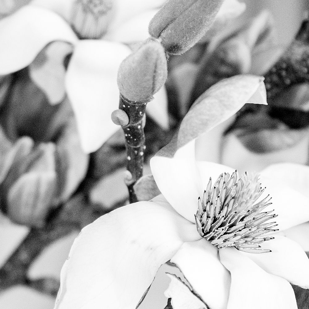 Magnolia art print by Urban Epiphany for $57.95 CAD