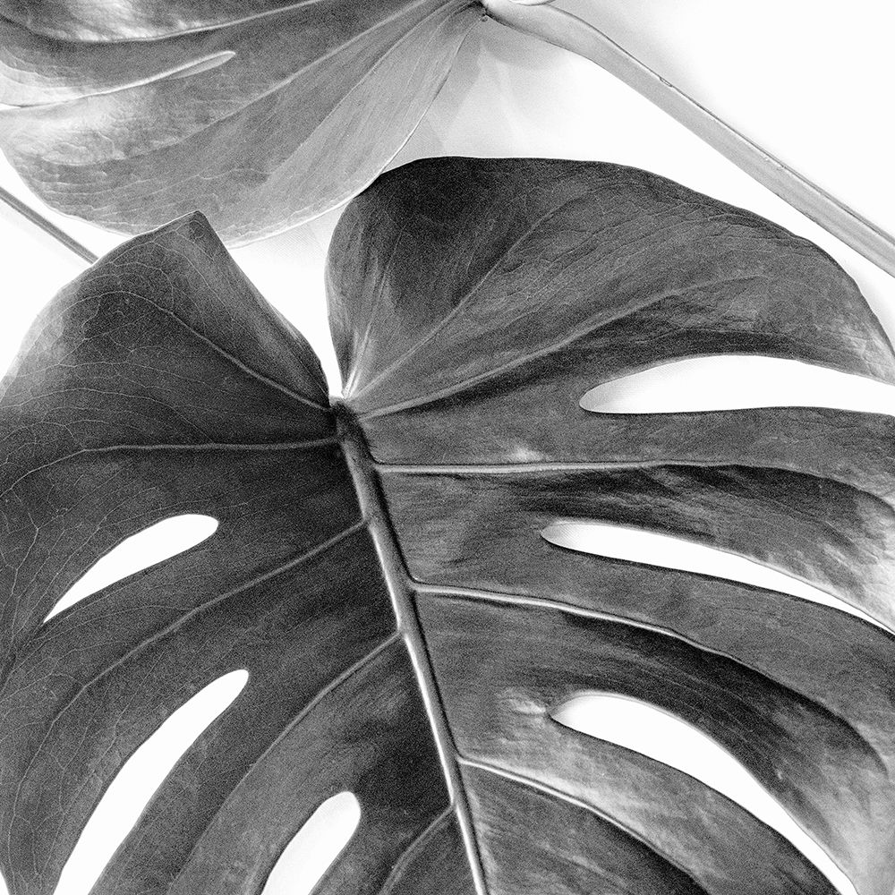 Monstera Leaves art print by Urban Epiphany for $57.95 CAD