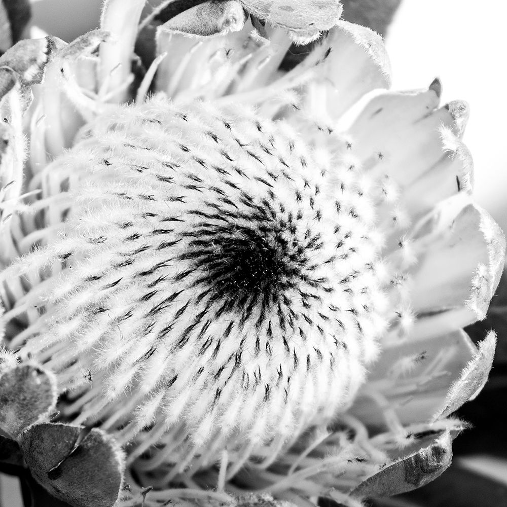Protea Close Up art print by Urban Epiphany for $57.95 CAD