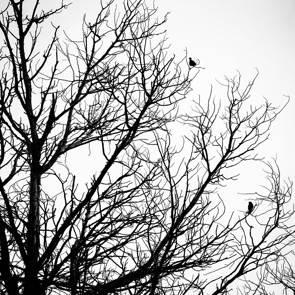 Winter Birds art print by Urban Epiphany for $57.95 CAD