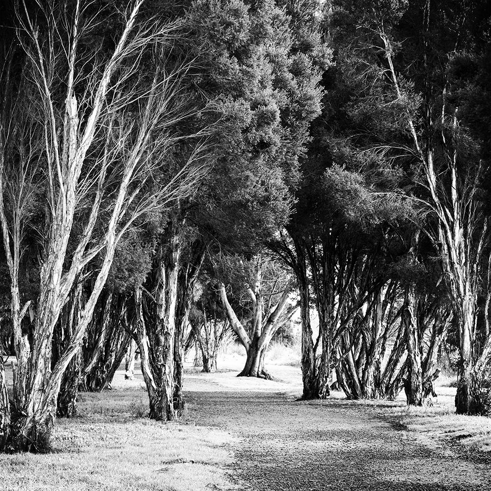 Winter Path Square art print by Urban Epiphany for $57.95 CAD