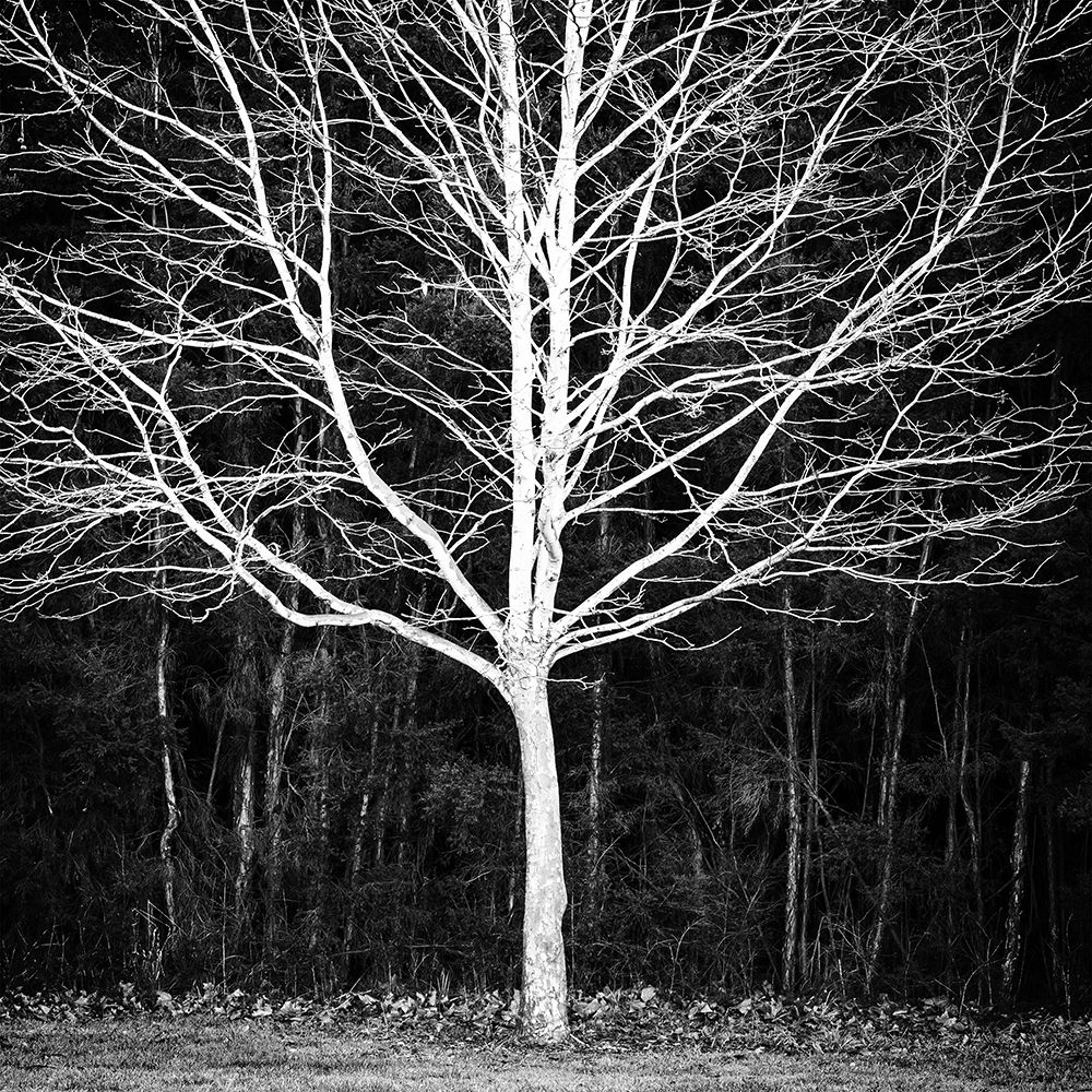 Winter Tree Square art print by Urban Epiphany for $57.95 CAD