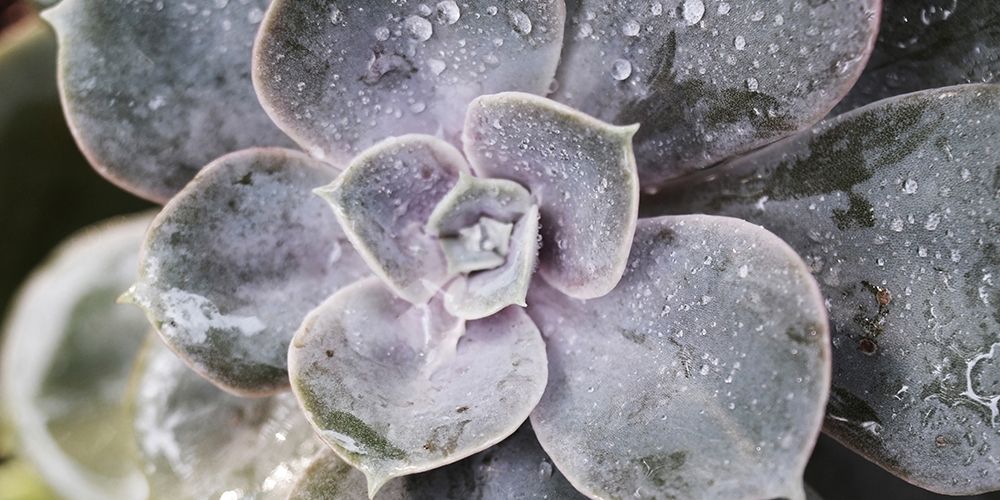 Succulent 1 art print by Victoria Brown for $57.95 CAD