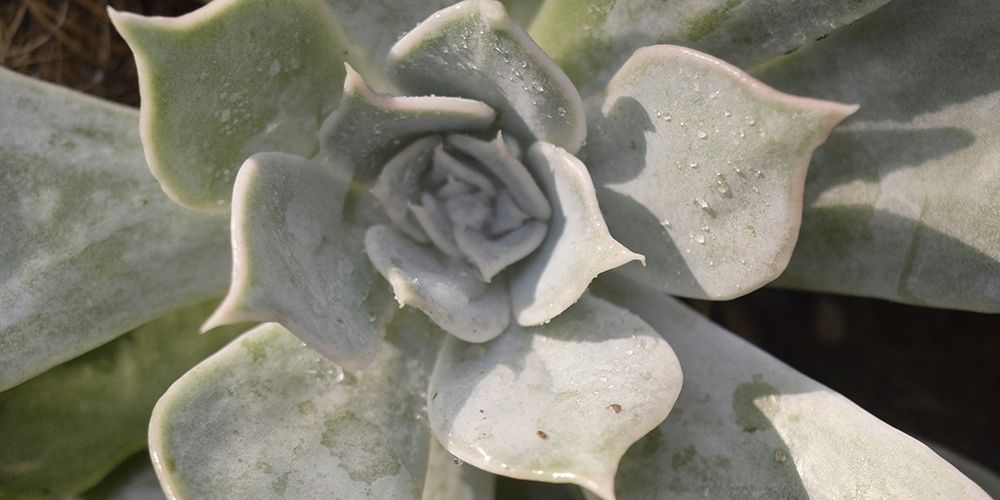 Succulent 2 art print by Victoria Brown for $57.95 CAD