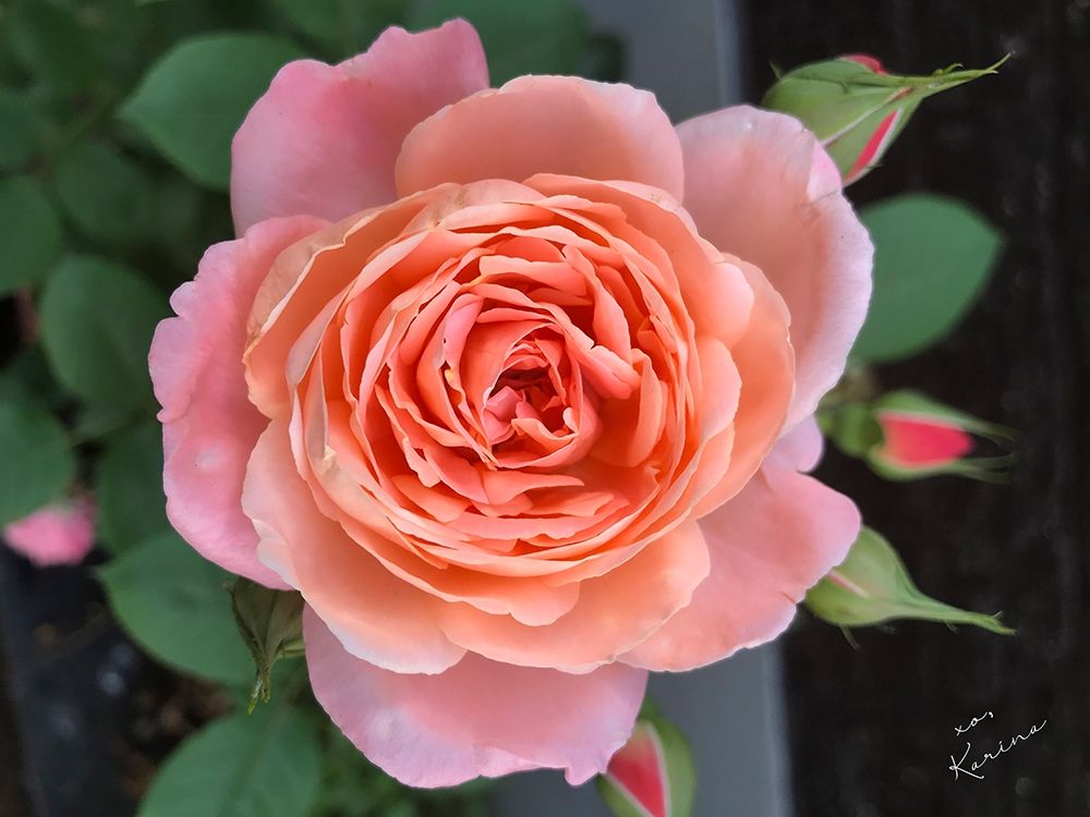 Blooming Rose 1 art print by Karen Barski for $57.95 CAD