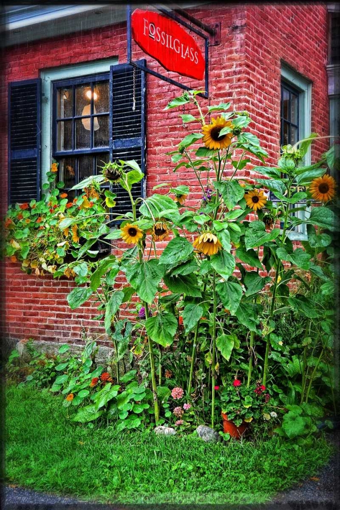 Country Store Sunflowers art print by Suzanne Foschino for $57.95 CAD