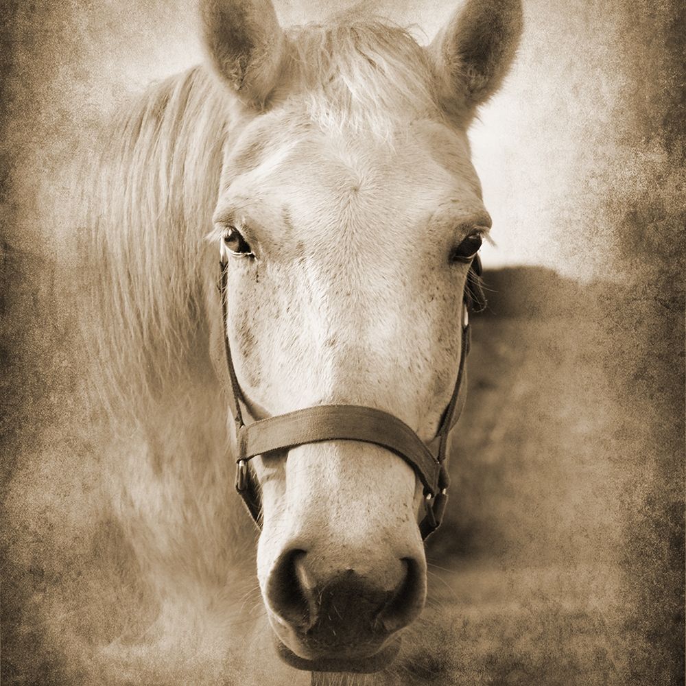 Good Boy art print by Suzanne Foschino for $57.95 CAD