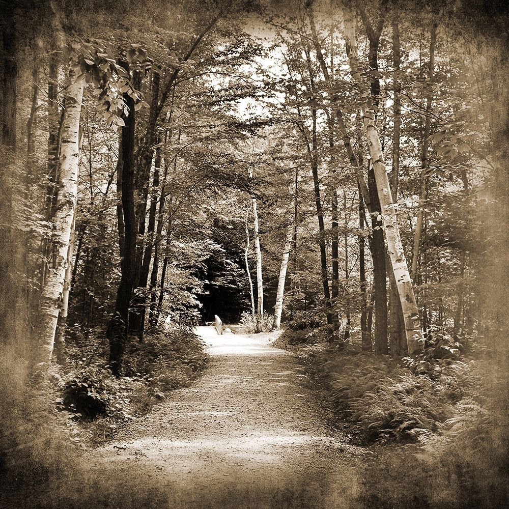 Vermont Mountain Trail 3 art print by Suzanne Foschino for $57.95 CAD