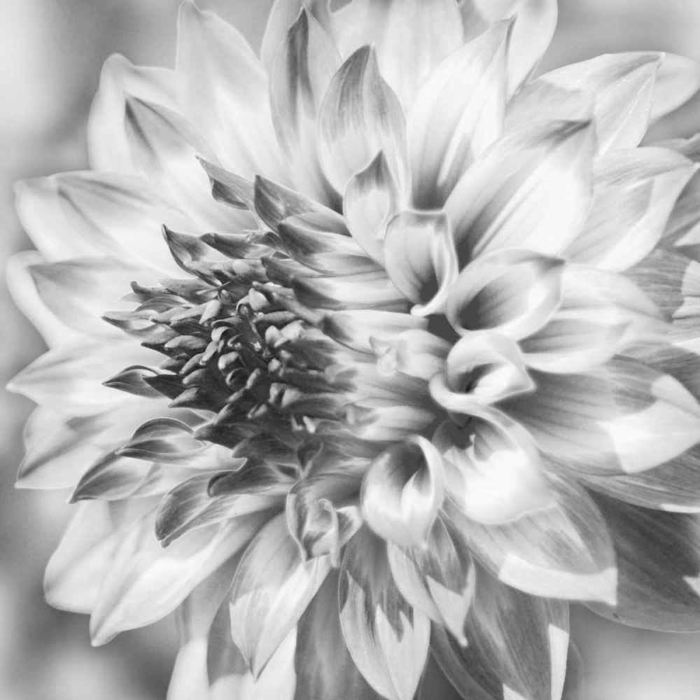 Black and White Dalia 1a art print by Suzanne Foschino for $57.95 CAD