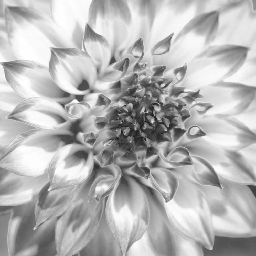 Black and White Dalia 4 art print by Suzanne Foschino for $57.95 CAD