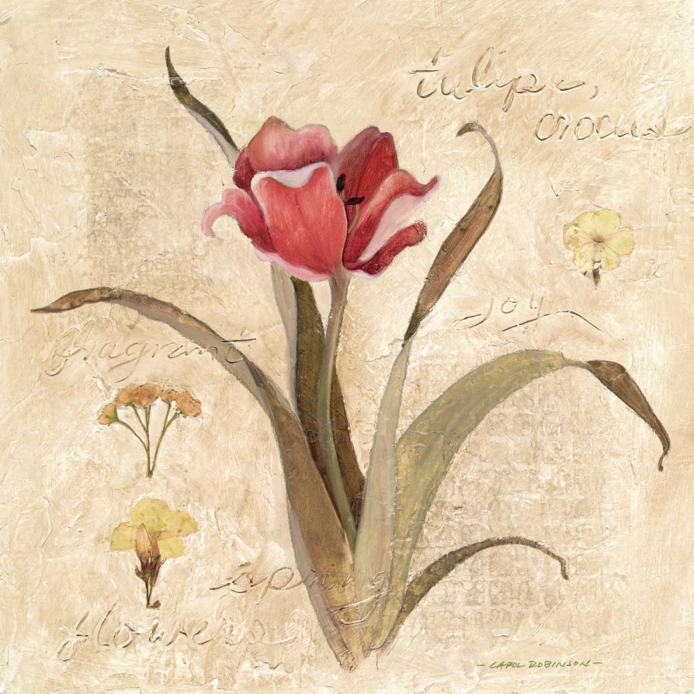 Red Tulip art print by Carol Robinson for $57.95 CAD