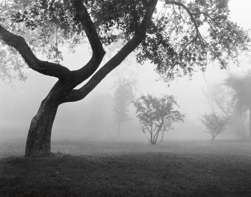 Into the Mist art print by Monte Nagler for $57.95 CAD