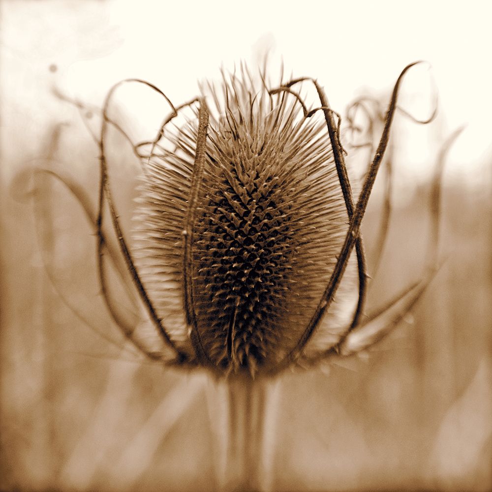 Thistle art print by Ann Dahlgren for $57.95 CAD