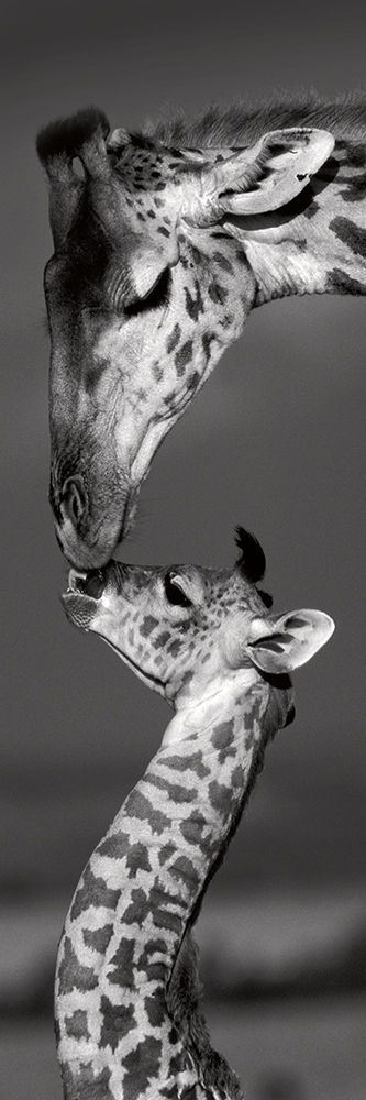 Masai Mara Giraffes art print by Danita Delimont for $57.95 CAD