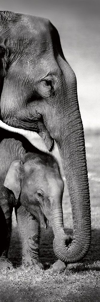 Indian Elephants art print by Danita Delimont for $57.95 CAD