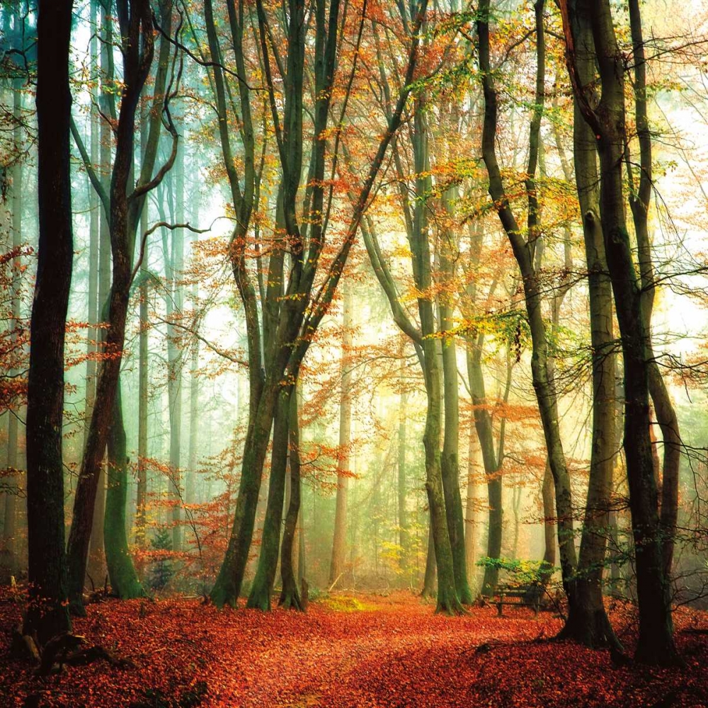 Colorfall art print by Lars Van De Goor for $57.95 CAD