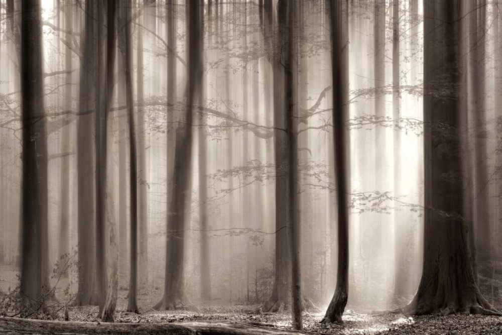 The Cloaking art print by Lars Van De Goor for $57.95 CAD
