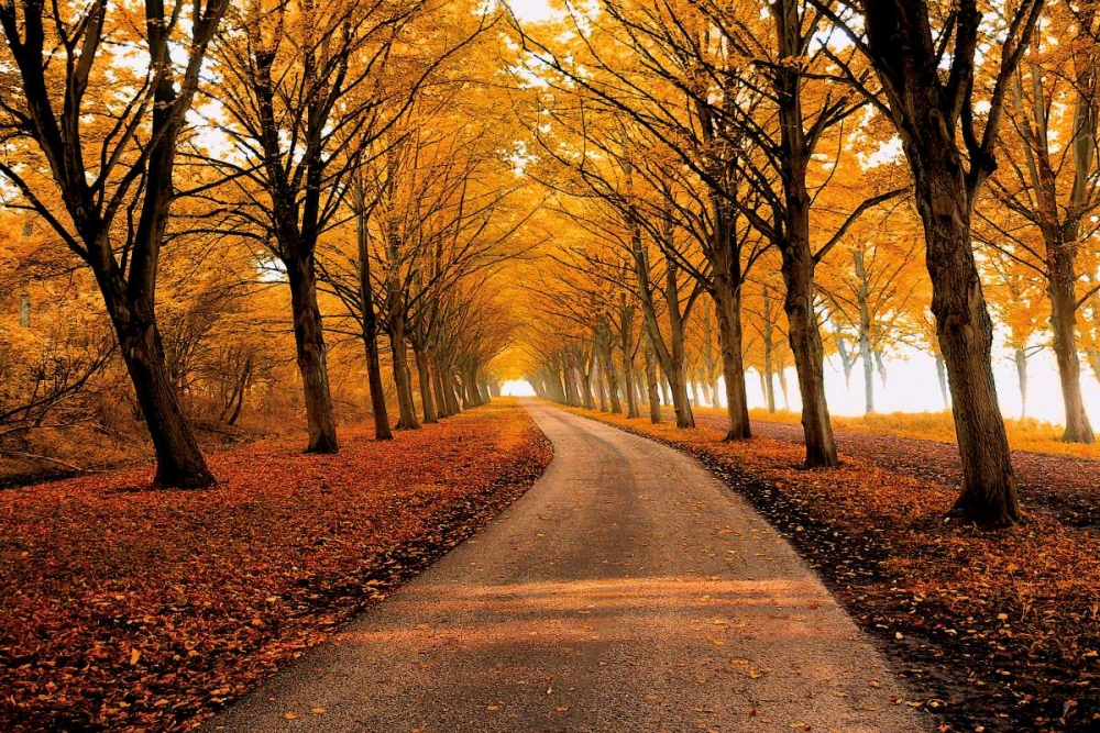 Well Traveled art print by Lars Van De Goor for $57.95 CAD