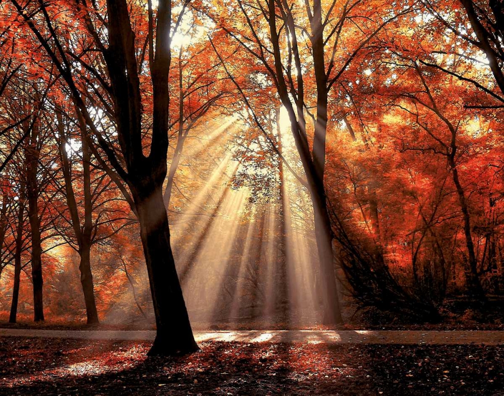 Dressed To art print by Lars Van de Goor for $57.95 CAD
