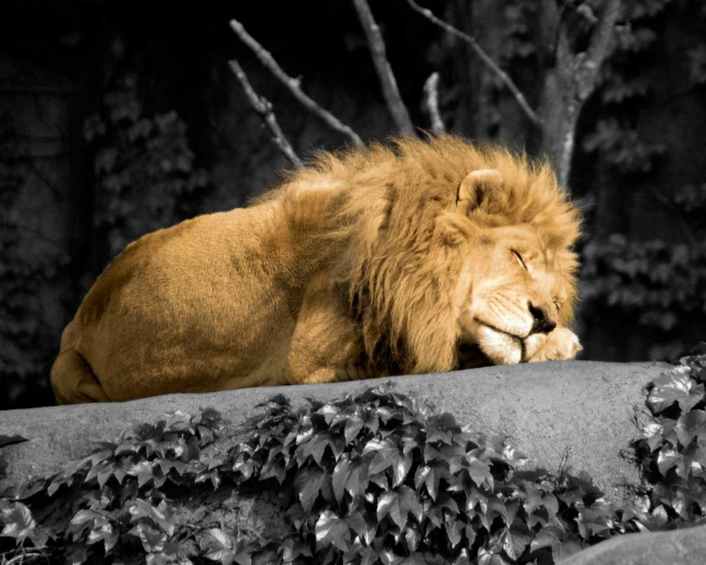 Lion art print by Kelly Donovan for $57.95 CAD