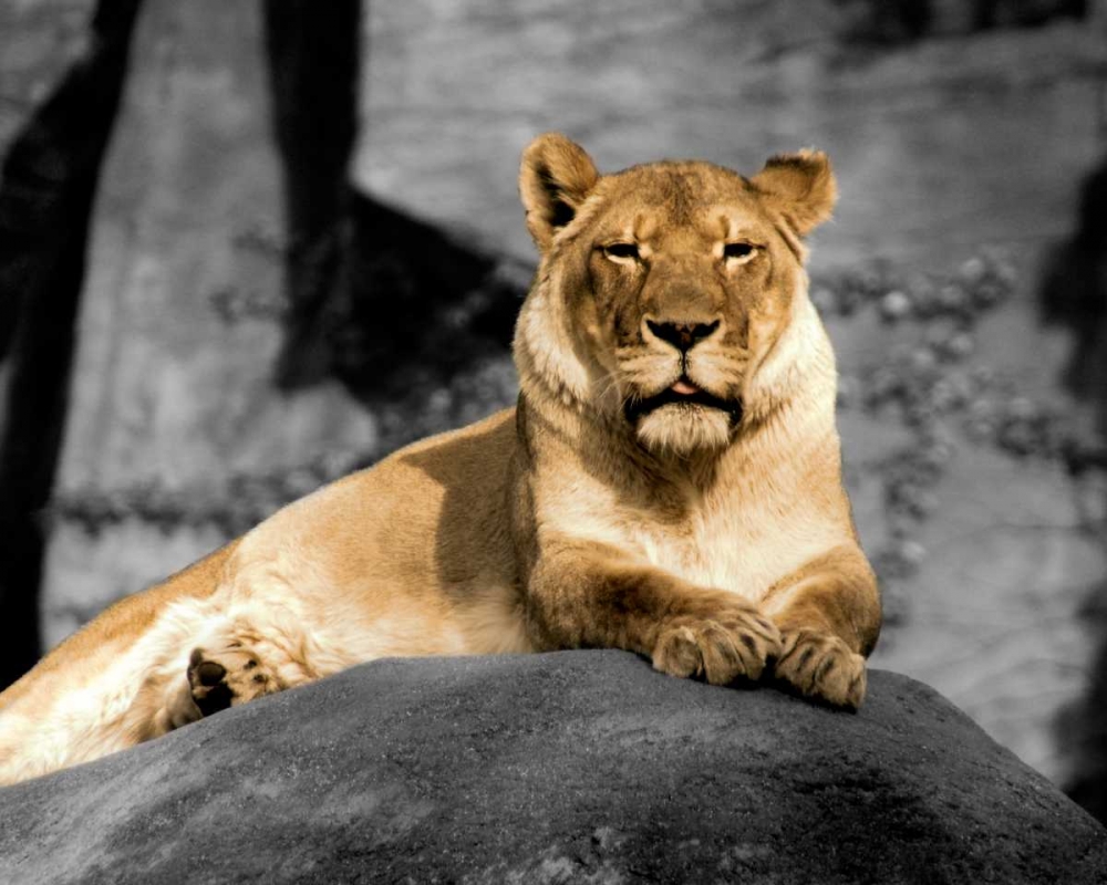 Lioness art print by Kelly Donovan for $57.95 CAD