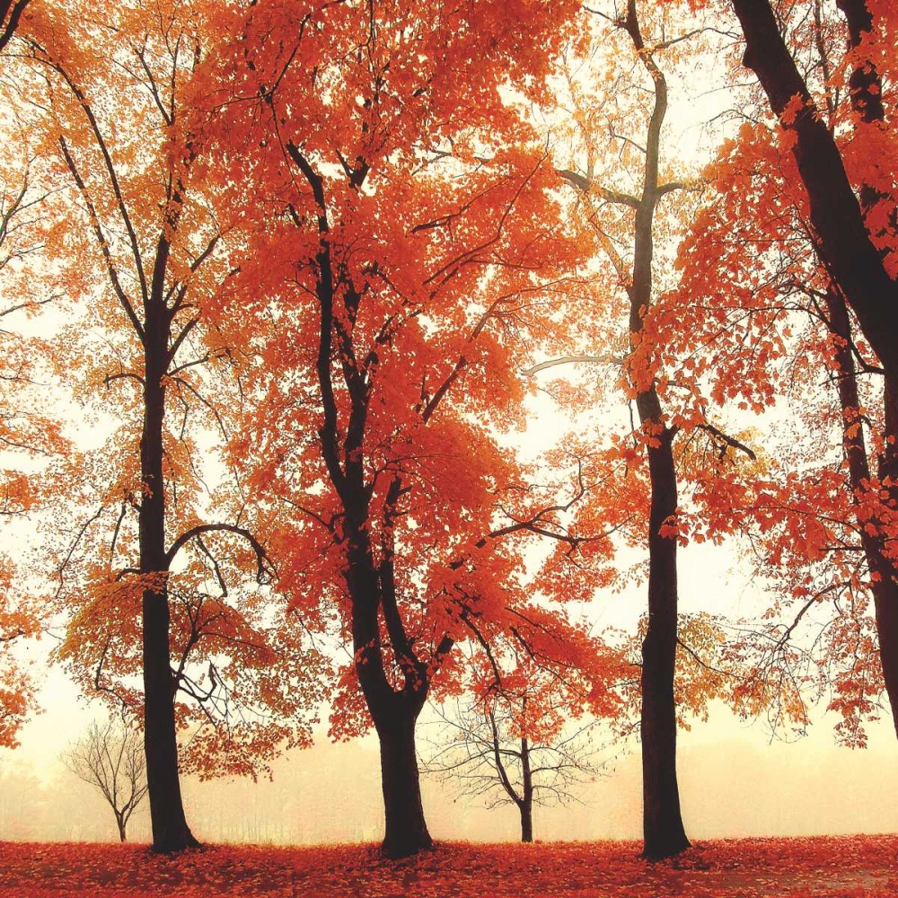 Coral Woods art print by Irene Weisz for $57.95 CAD