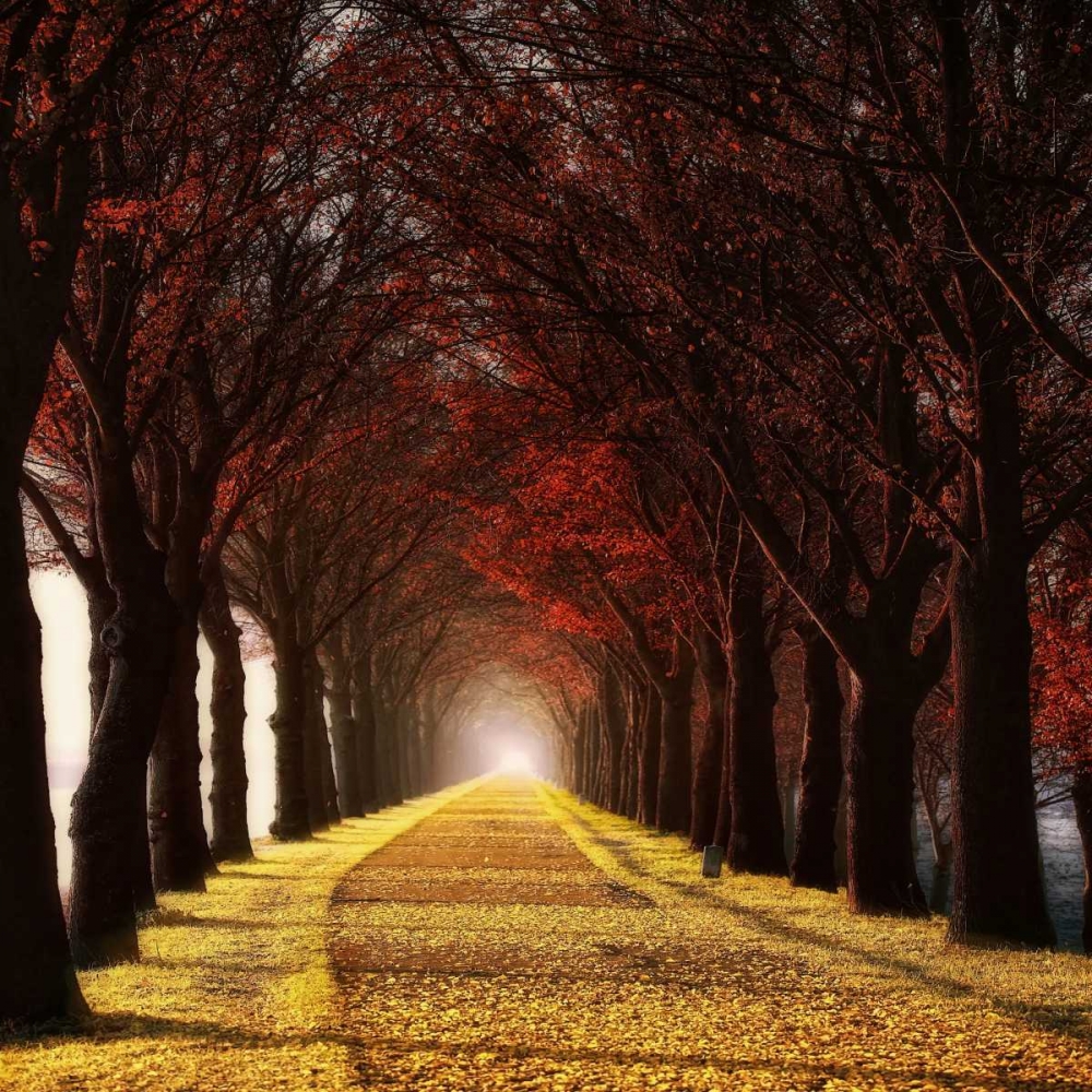 Wonder Curve art print by Lars Van de Goor for $57.95 CAD