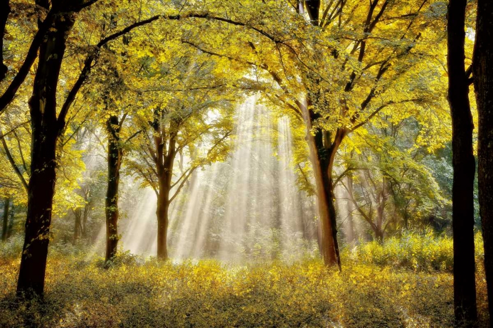 Dressed To art print by Lars Van de Goor for $57.95 CAD