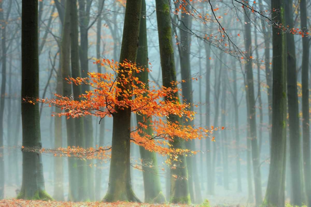 Last Leaves art print by Lars Van de Goor for $57.95 CAD