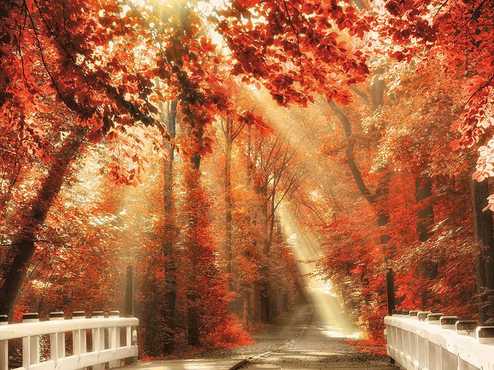 Red for Rest art print by Lars Van de Goor for $57.95 CAD