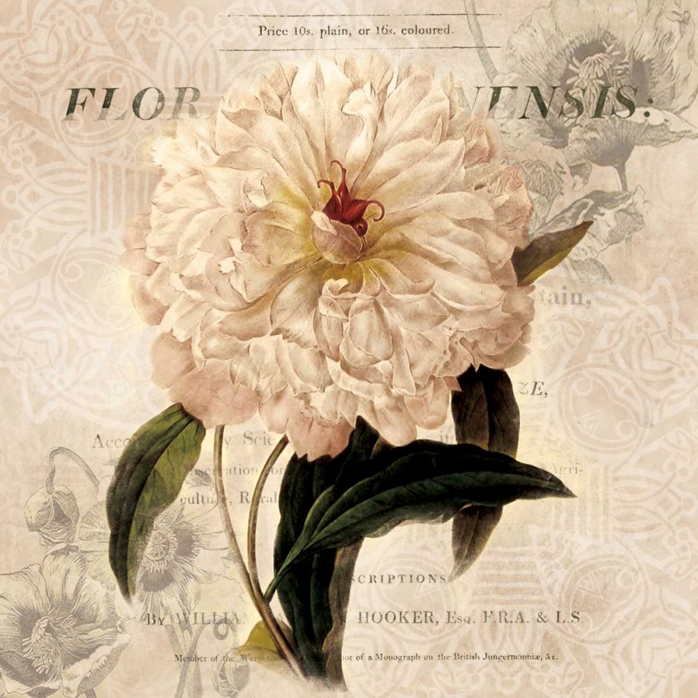 White Peony I art print by Carol Robinson for $57.95 CAD